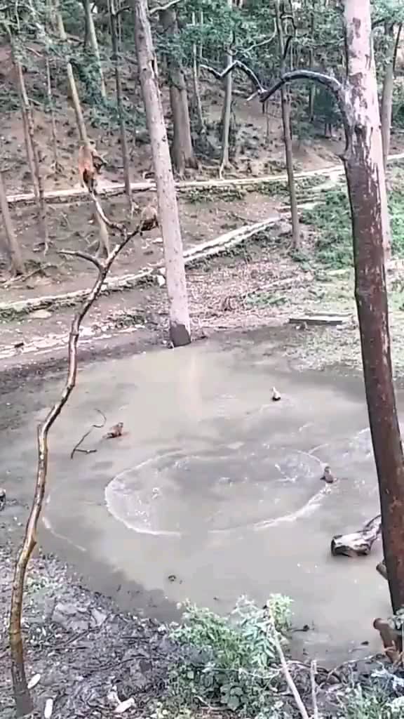 Some monkys enjoying their pool.