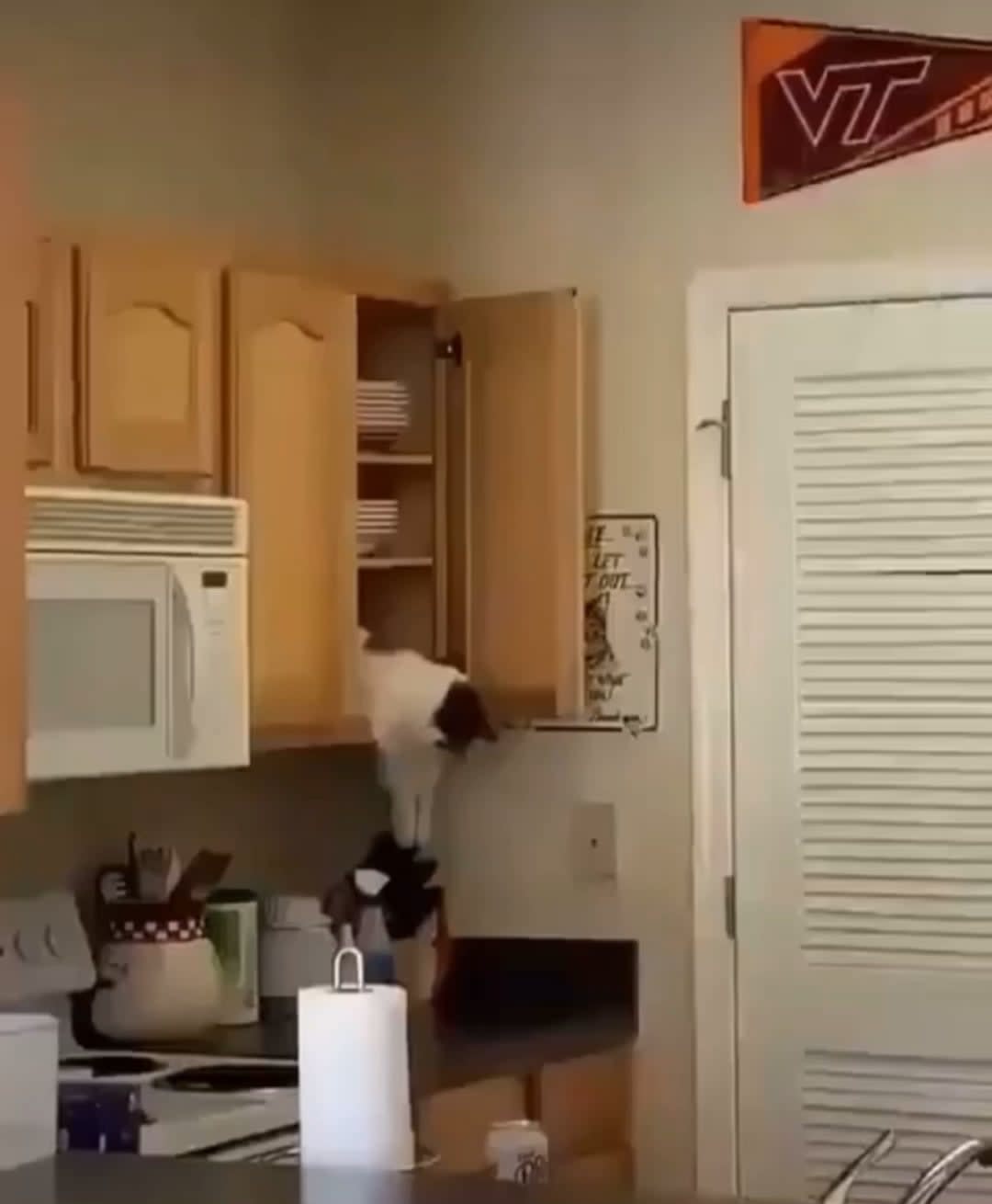 Cat taps knives; watch out hoomans