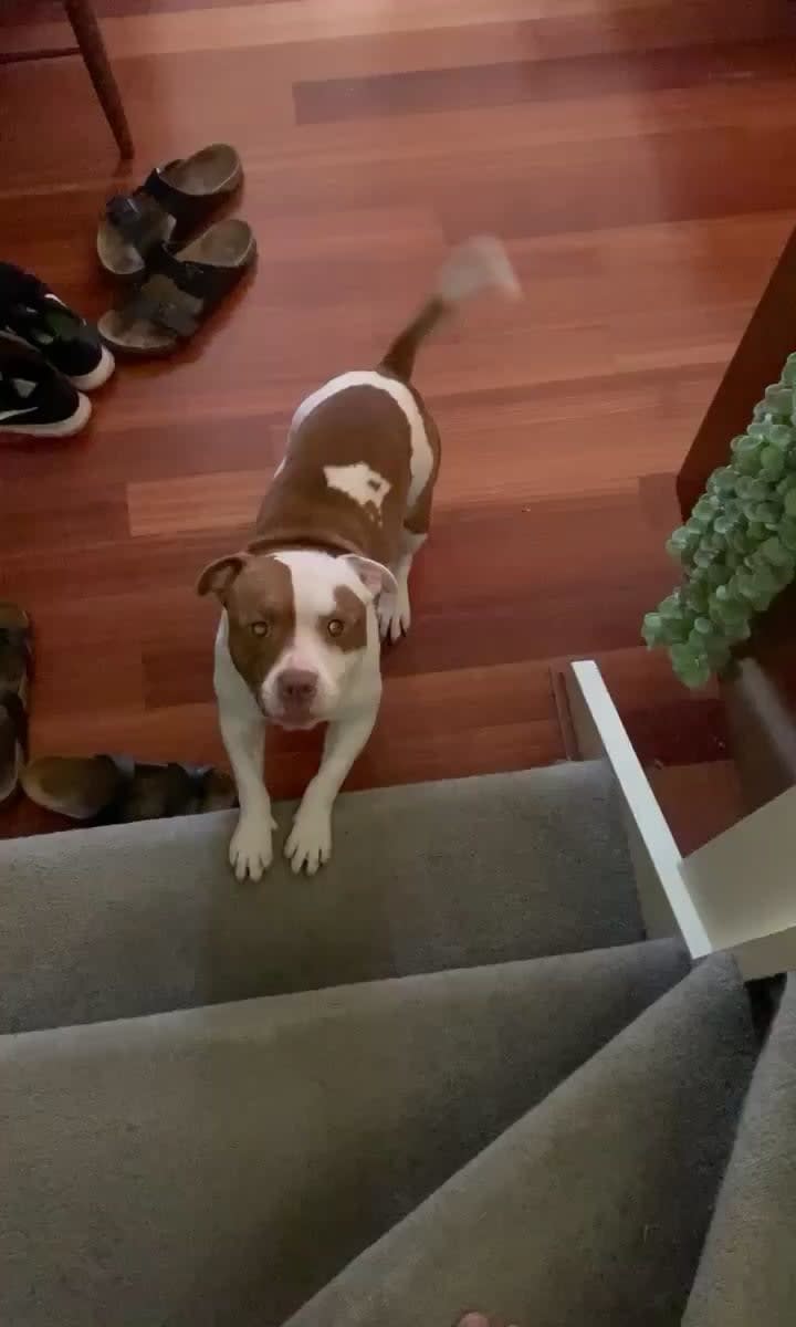 Friend of ours adopted this rescue friend, excited to see them tippy taps! (Coming out of his shell 😭)