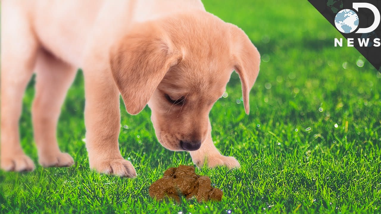Why Do Animals Eat Their Own Poop?