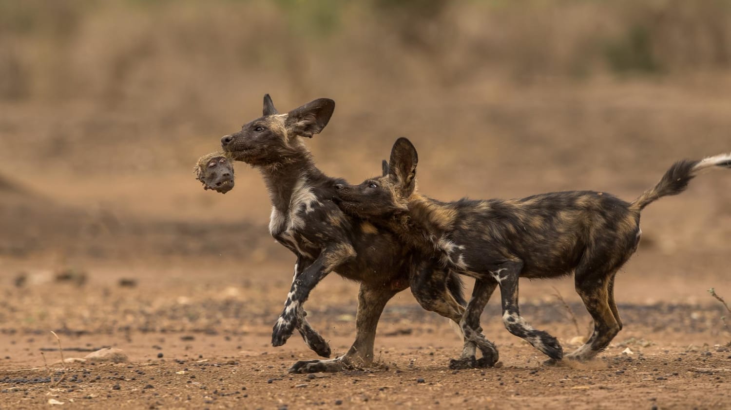 African wild dogs seen eating baboons for the first time