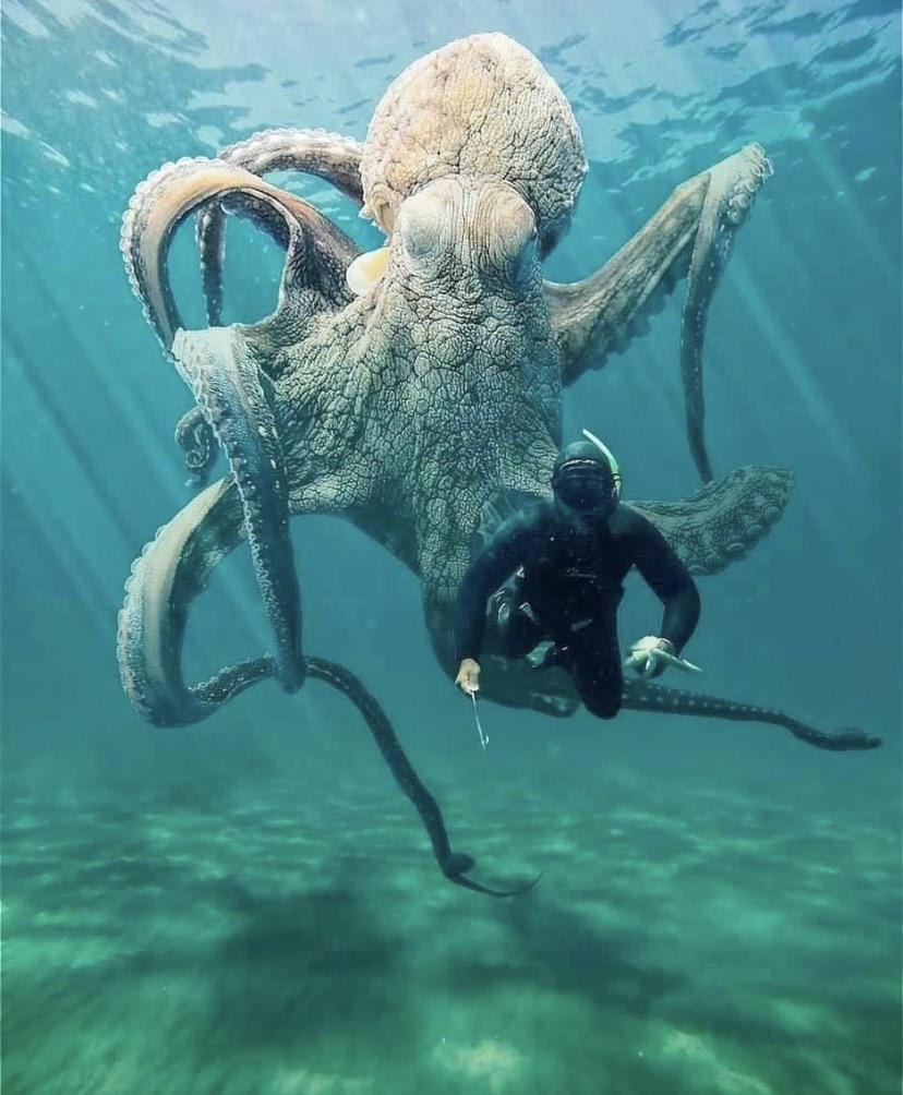 Imagine seeing this below you while swimming.