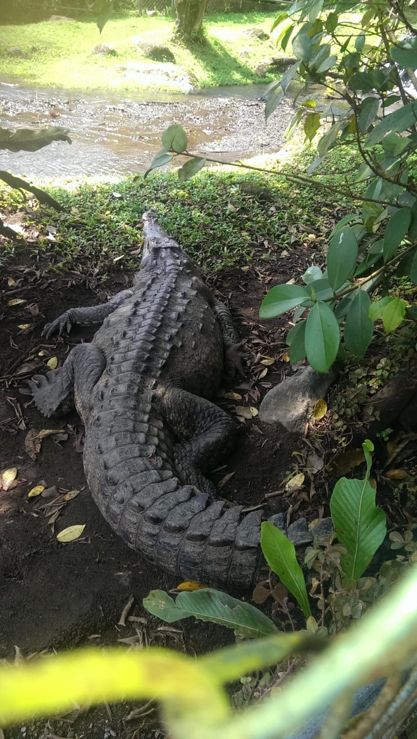Things To Do In Costa Rica Reddit