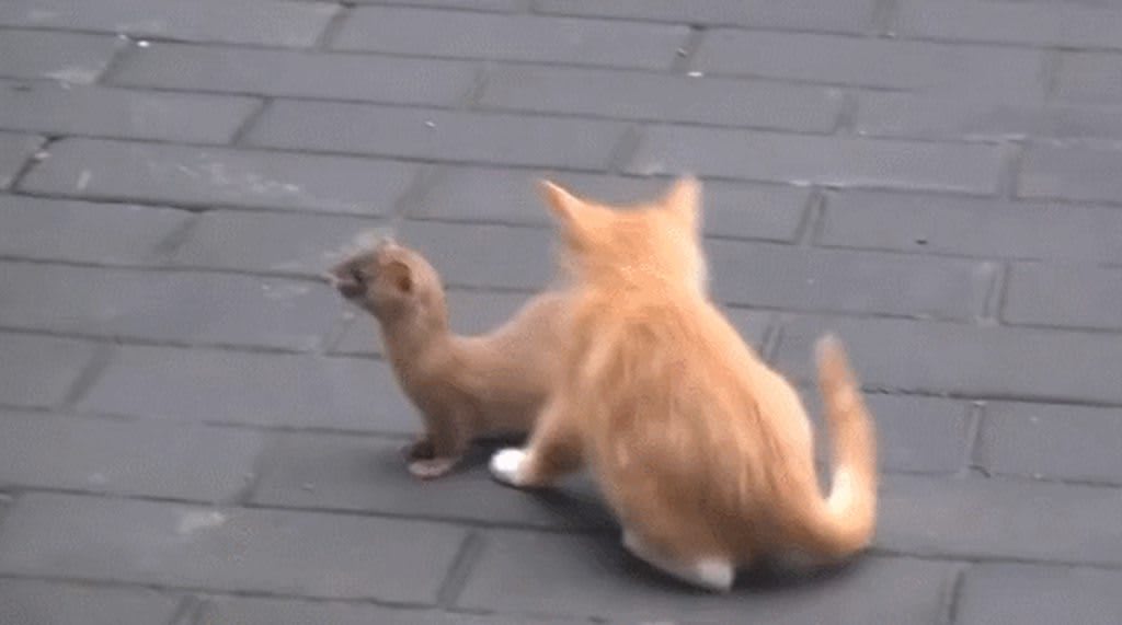 Find you a friend like that cat has that weasel