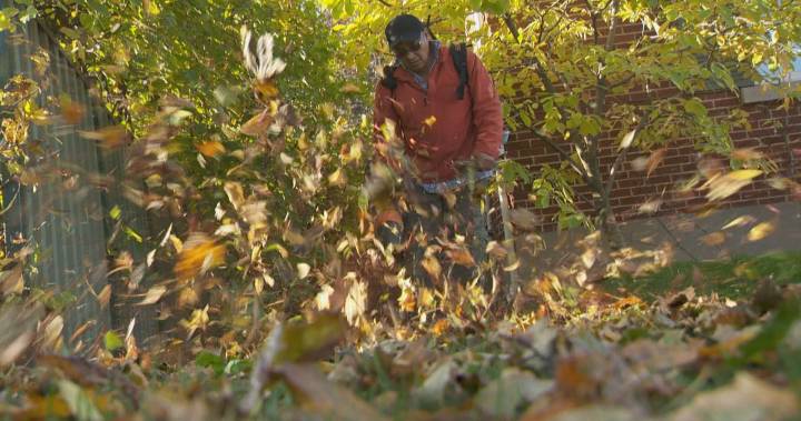 Leave the leaves on the ground: Nature Conservancy says to stop raking your lawn