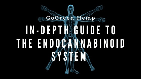 Endocannabinoid System And CBD Guide