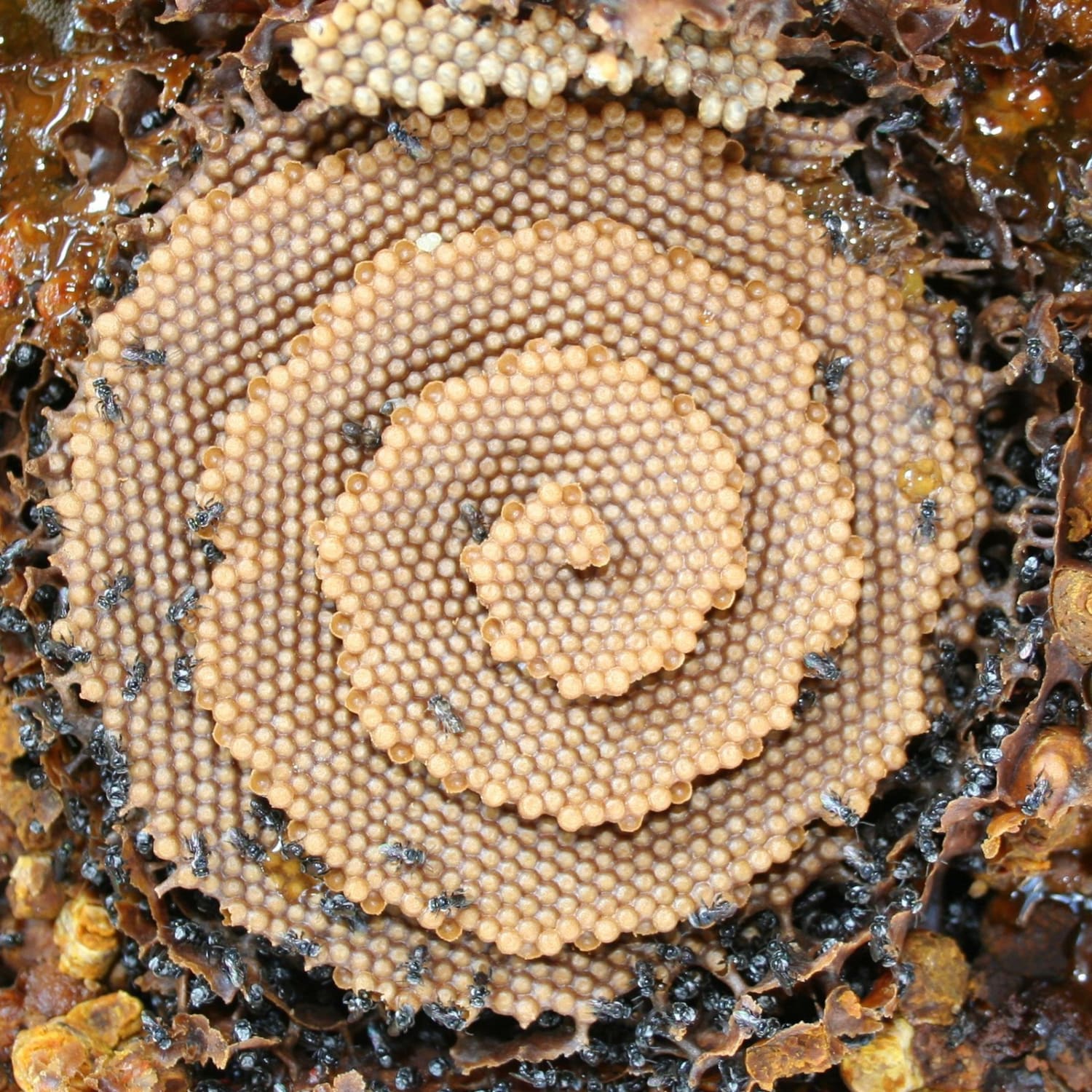 Scientists Crack the Mathematical Mystery of Stingless Bees' Spiral Honeycombs