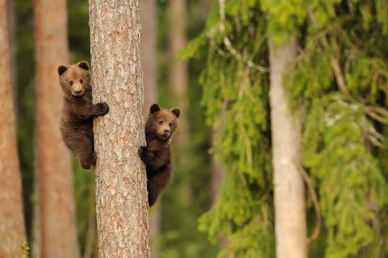 Two baby bears in Finland