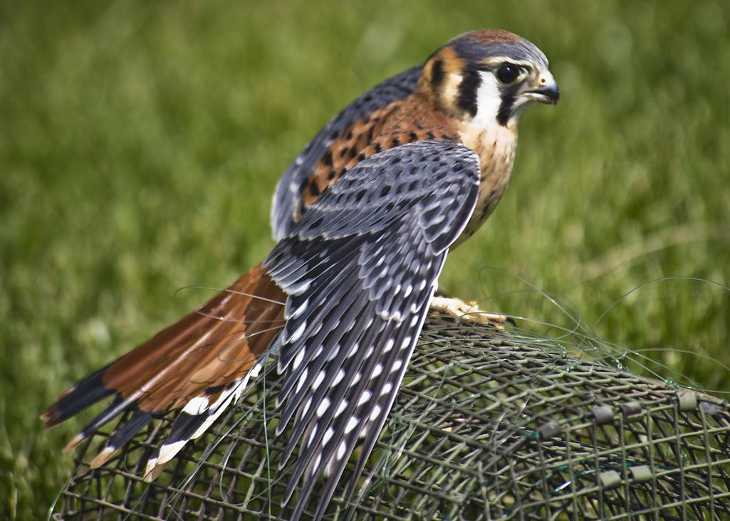 The American Kestrel (falcons)