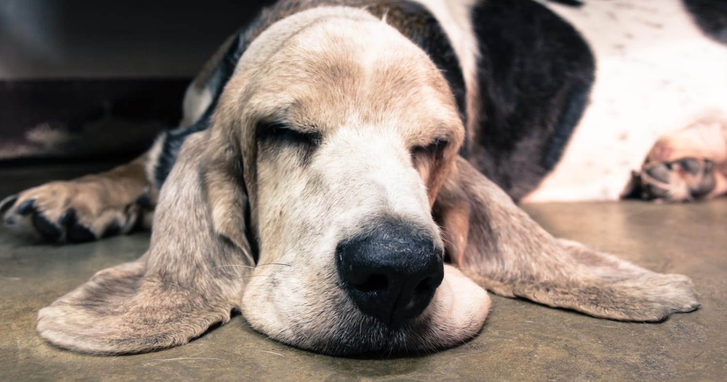 Top 8 Sleepiest Dog Breeds That Love Nothing More Than Cuddling By Your Side