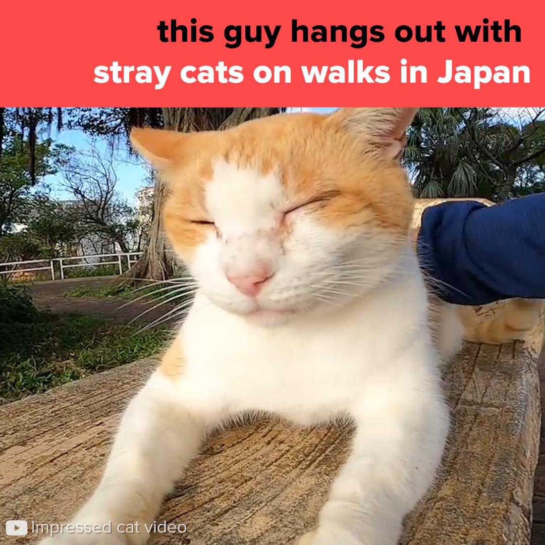 This Guy Features His Encounters With Stray Cats In Japan