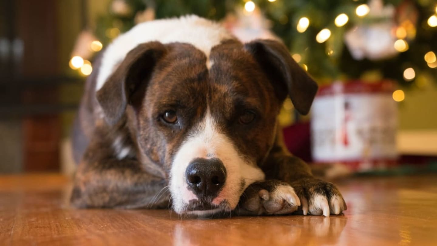 5 Holiday Toxins Your Dog Should Avoid