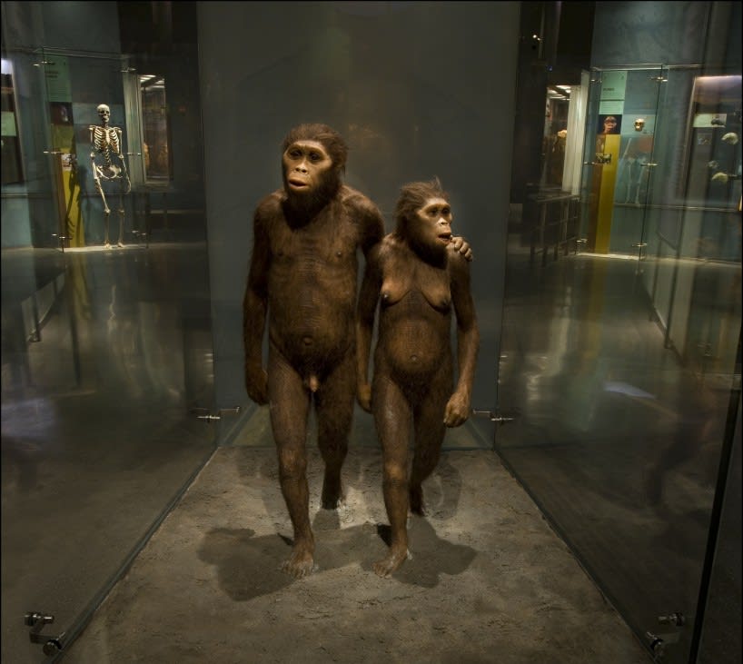 Today’s Exhibit of the Day features hominids that were made for walking! Walking upright was a big evolutionary leap for human ancestors. The female is based on Lucy, the famed fossil that provided evidence for early bipedalism.