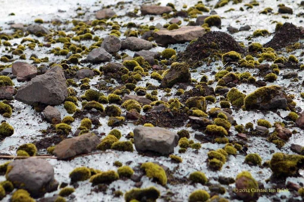 Herds of Moss Balls Mysteriously Roam the Arctic Together