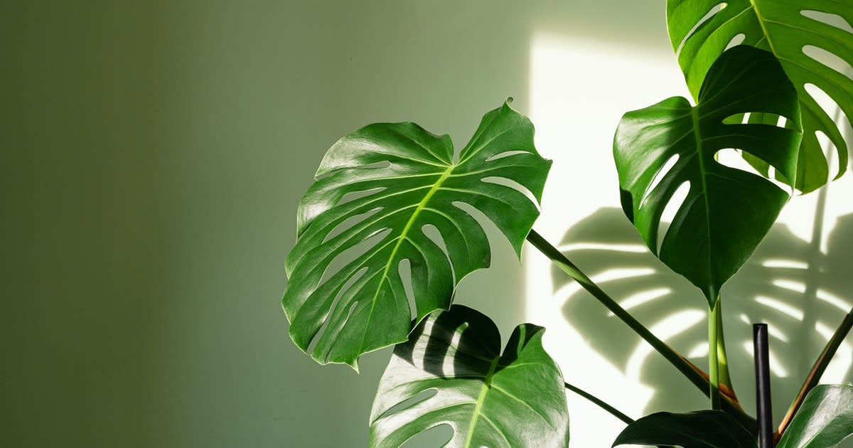 Which houseplants purify air? A 1989 NASA study has the answers