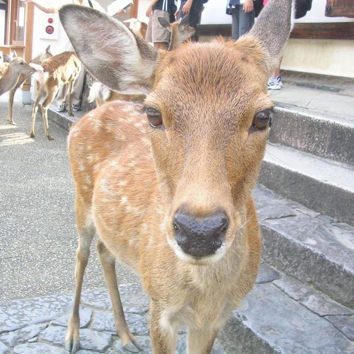 Nara walking tour - Japan Walks