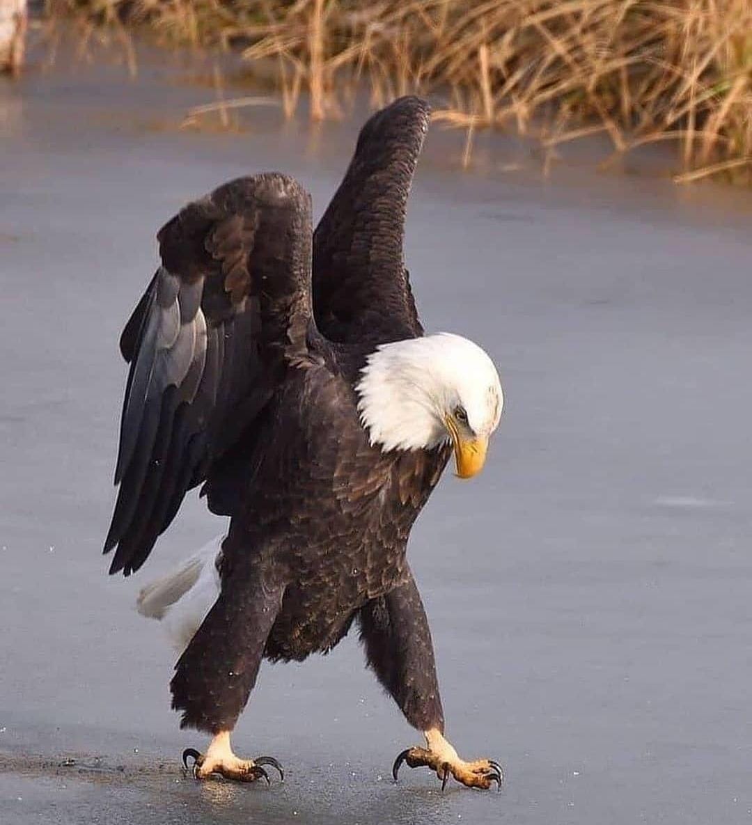 A bald eagle watching its steps as it walks on a frozen pond