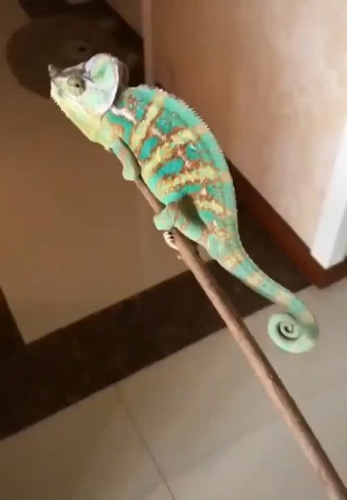 Why use a fly swatters if you can bring a chameleon