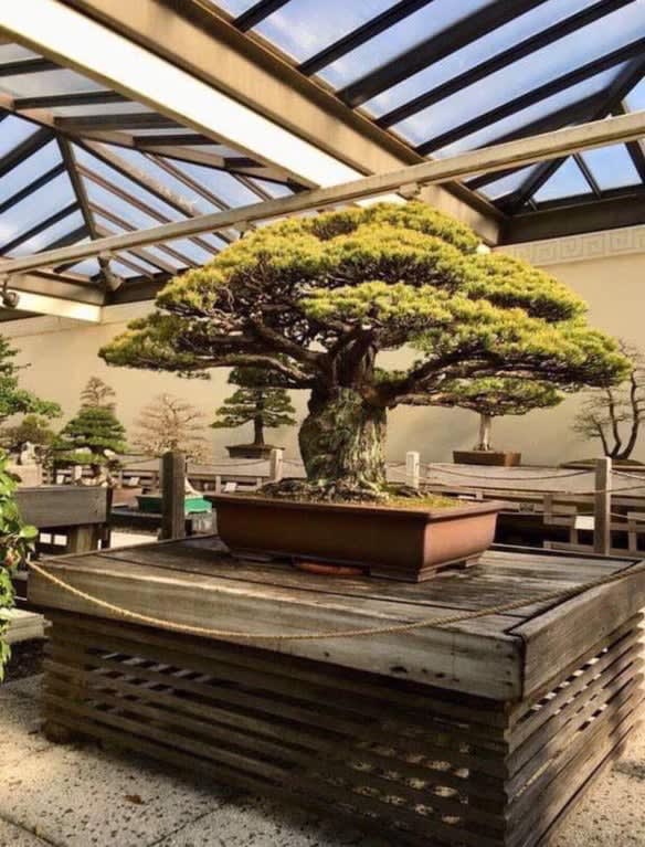 A 400-year-old Bonsai tree that survived the bombing of Hiroshima!