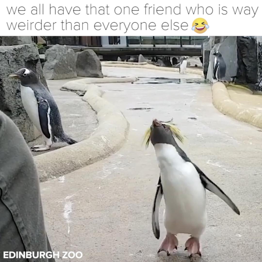 Pretty sure I'm actually this penguin