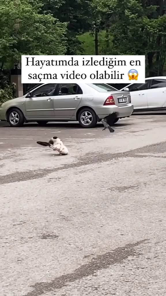 this cat Me and all my homieshim too