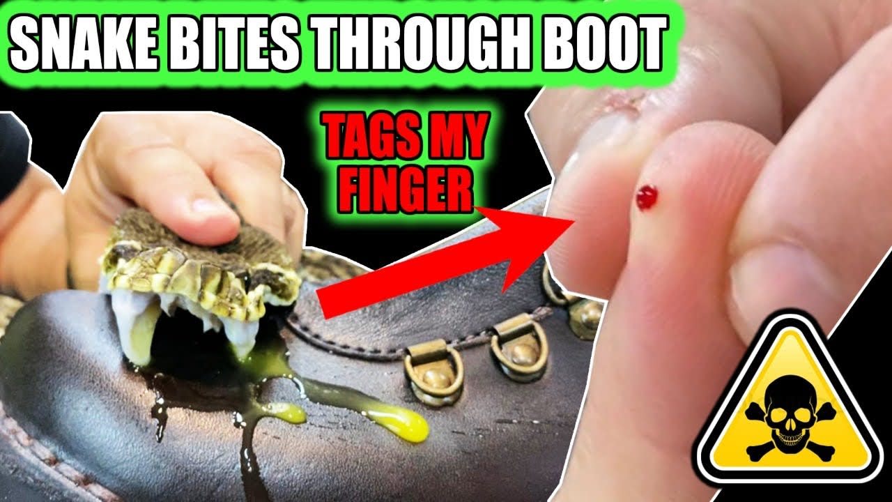 CAN A VIPER BITE THROUGH A BOOT???? HECTIC VIDEO!!!!