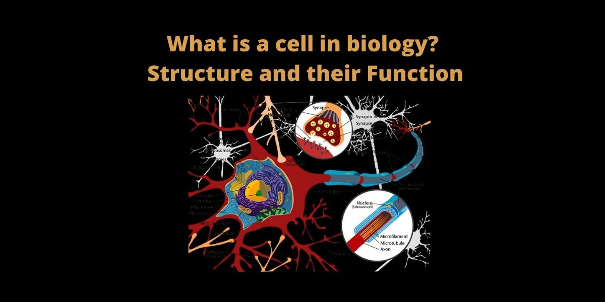 what is a cell in biology?- Structure and their Function