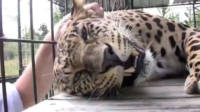 Rescued Leopard absolutely LOVES getting scritches!