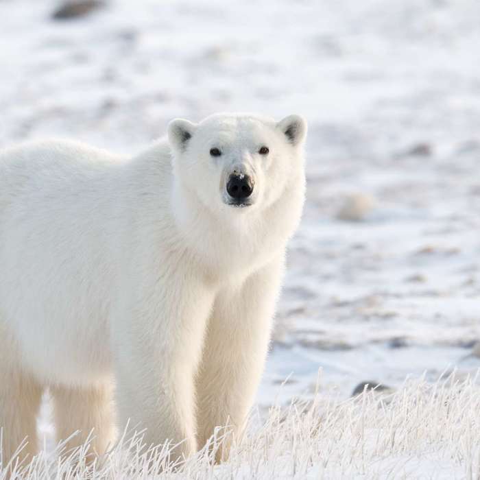 Polar Bear Invasion in Arctic Russian Village Prompts State of Emergency