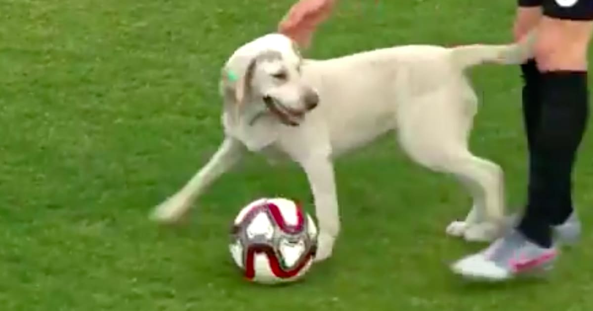 Watch this very good dog invade a pro soccer match