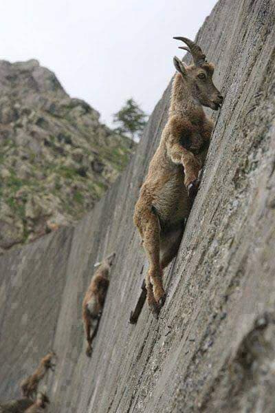 Ibex climbing a nearly vertical dam, attracted by salt excreted by rocks