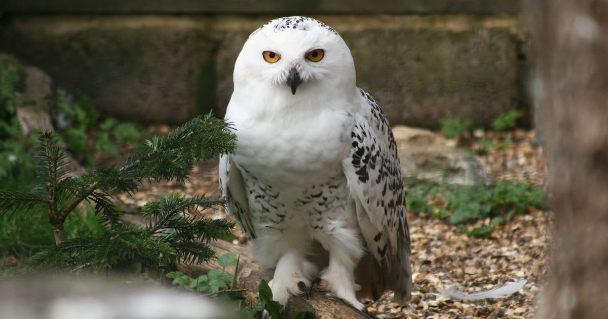 There’s a Snowy Owl in Central Park for the First Time in Over a Century