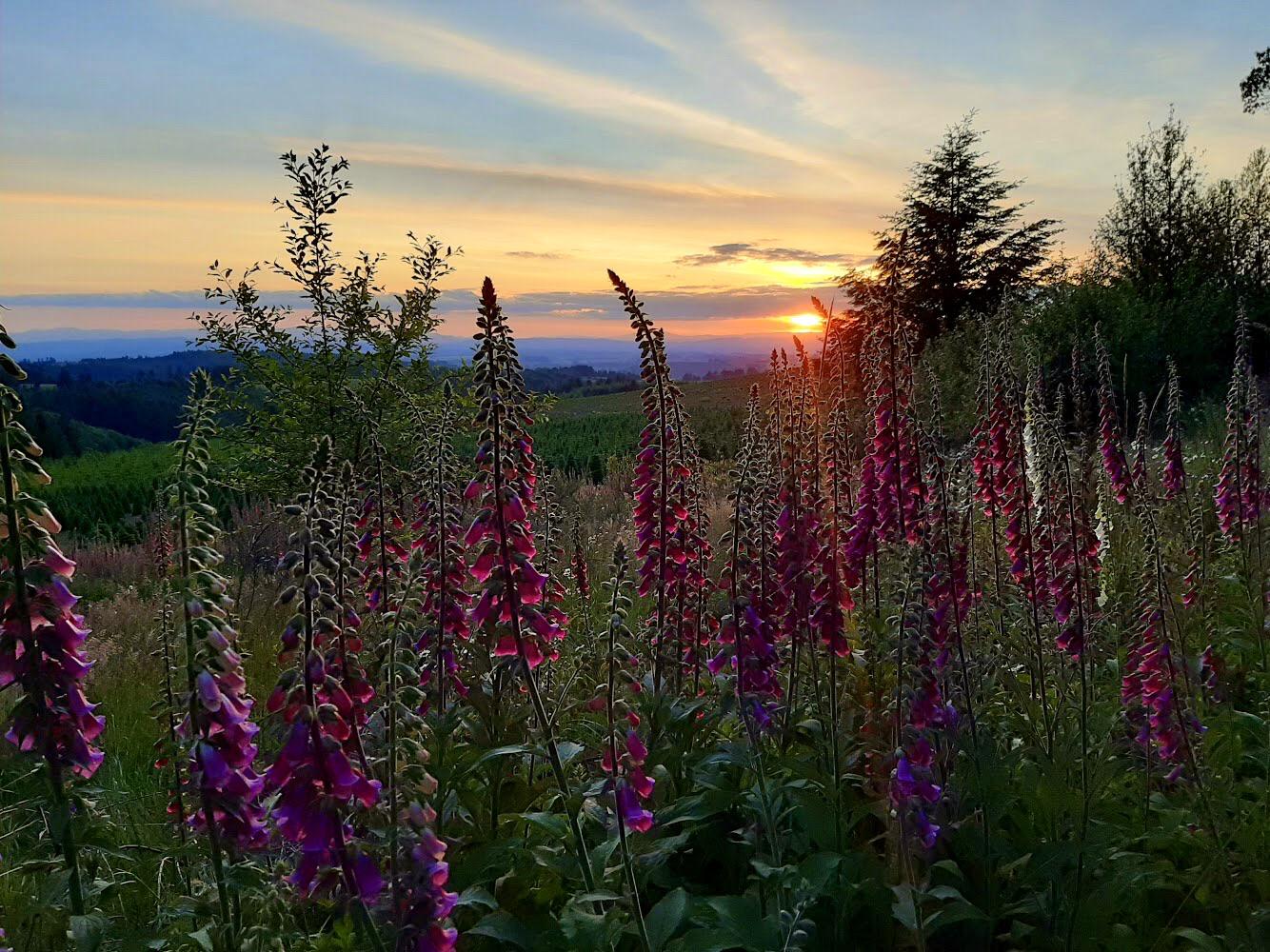 Found a field of foxglove outside the some valley where they mass grow pine trees for Xmas in Oregon. Everywhere I look is breathtaking.