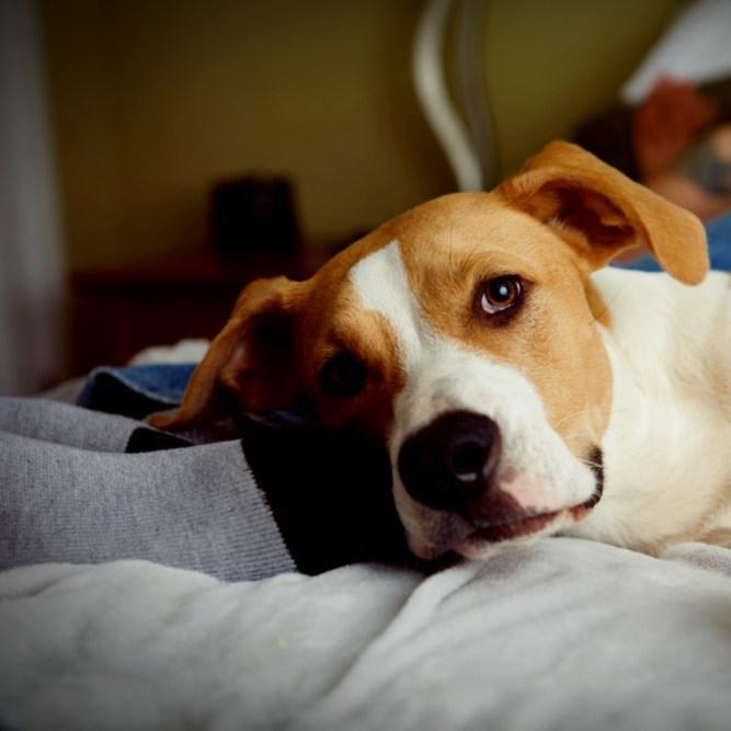 Airbnb London: Best Areas for Pet-Friendly Accommodation - The AllTheRooms Blog