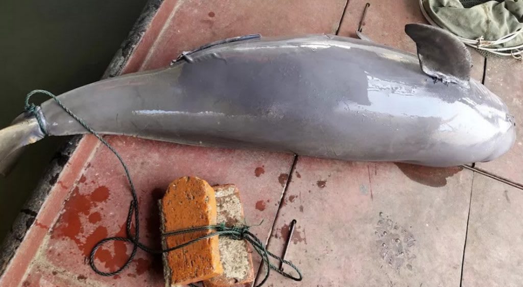 Critically endangered Yangtze finless porpoise found dead in lake with bricks tied to its tail