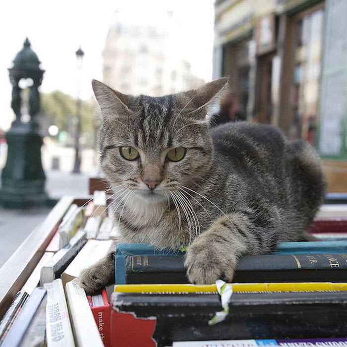 Why Do Cats Love Bookstores?
