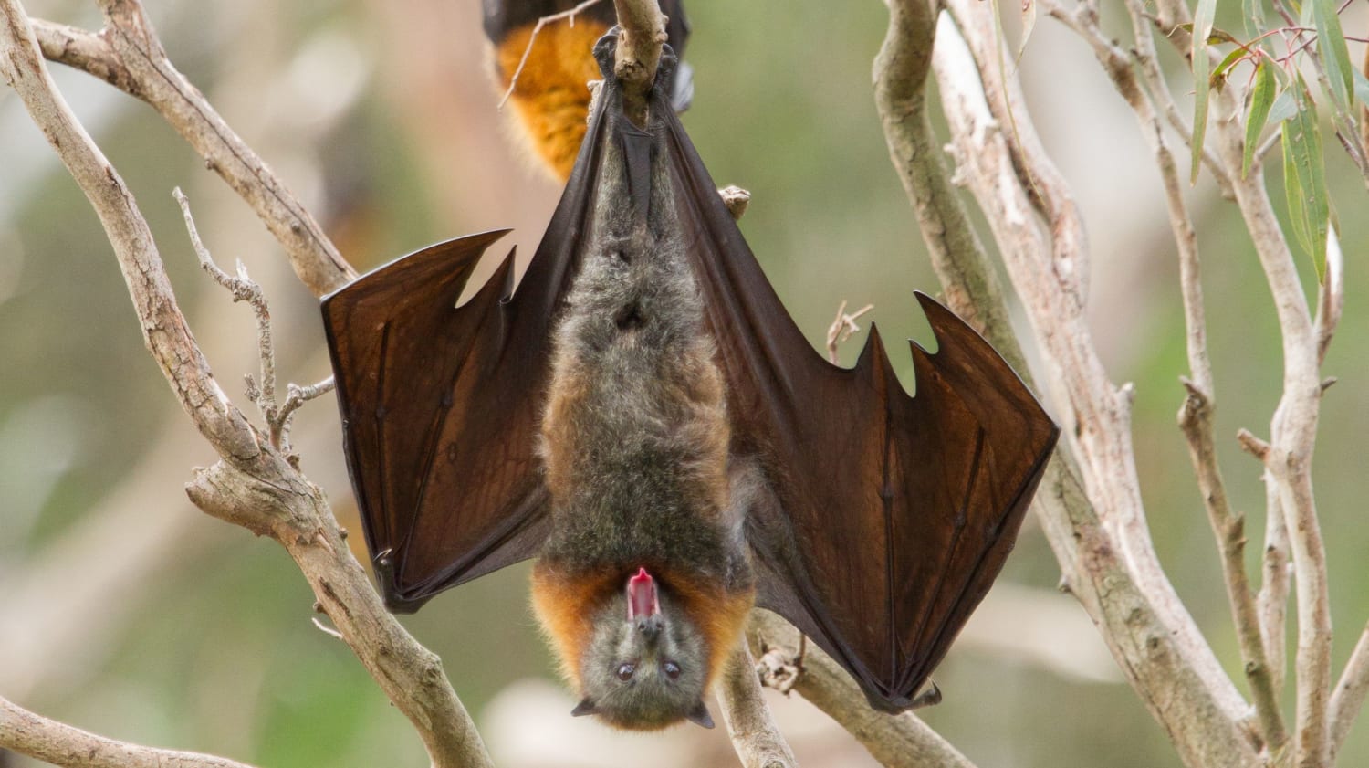 Why Do Bats Hang Upside Down?