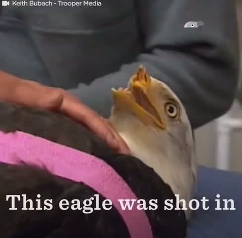 Bald Eagle gets a 3D-Printed Beak