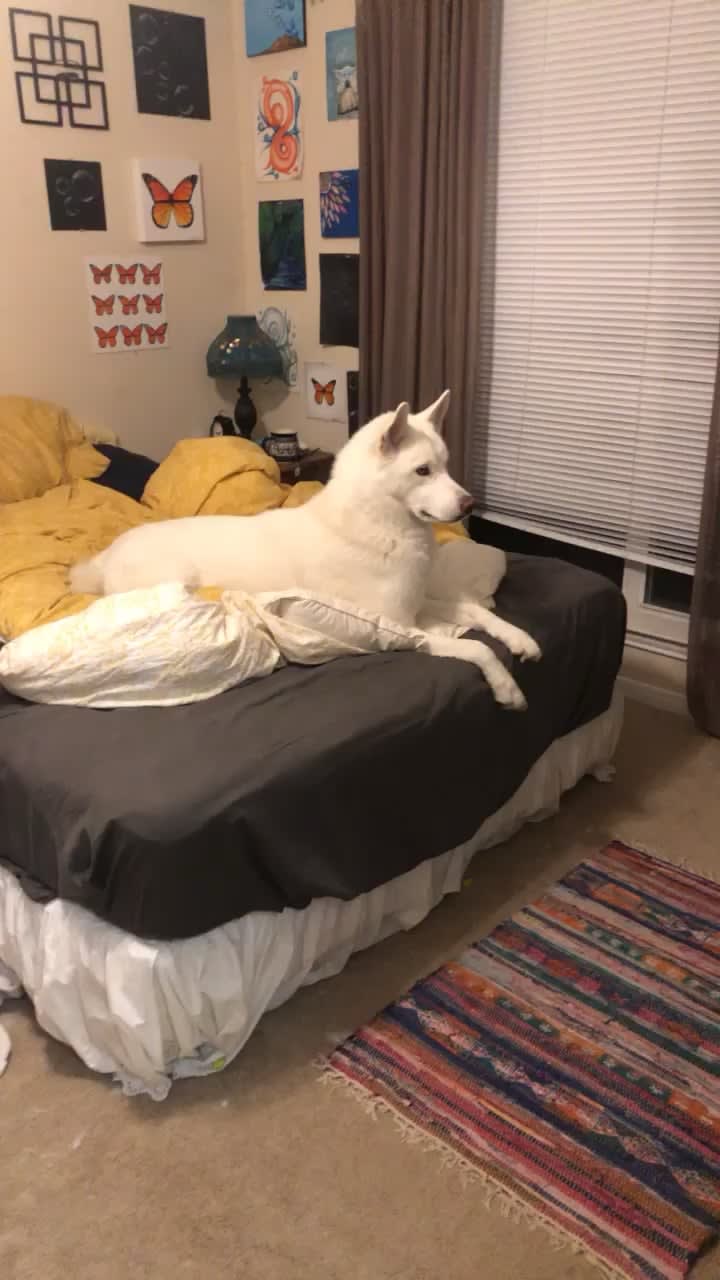 I walked in the bedroom wondering what was so mesmerizing to my dog and found this