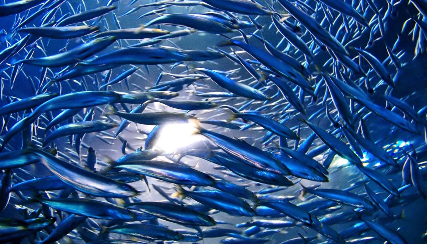 Warming oceans choke fish as habitats get less 'breathable'
