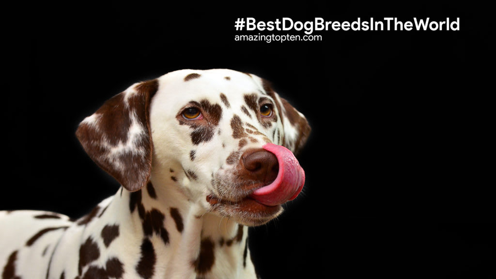 Top 10 Dog Breeds in the World
