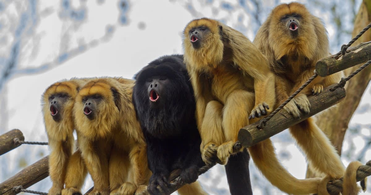 Discovery of new monkey lineage points to an incredible, transatlantic journey