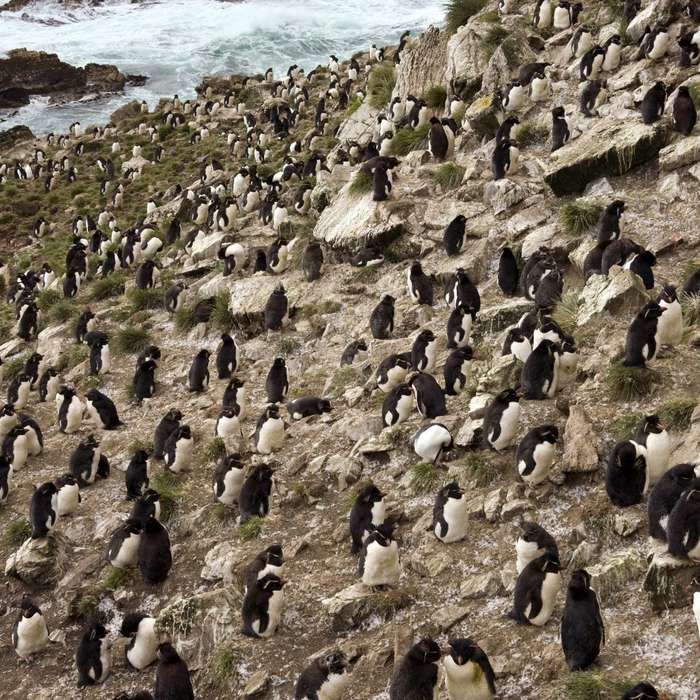 This Island Full of Penguins Can Be Yours for the Right Price