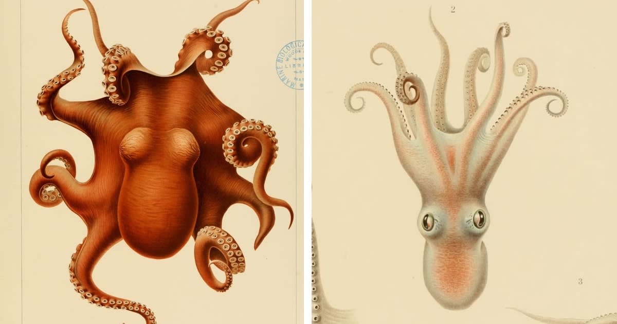 20th Century Illustrations Reveal the Mysterious Creatures Living in the Deep Sea