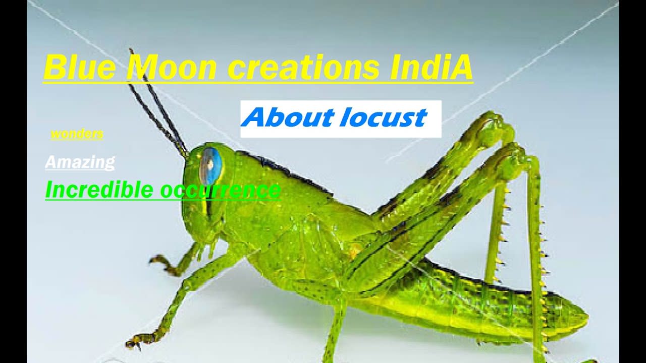 Blue Moon creations India' Today World viral video about LOCUST