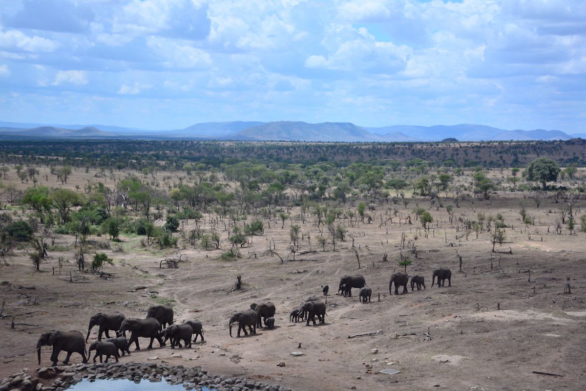 Here's How Much It Costs To Sleep Amid Elephants