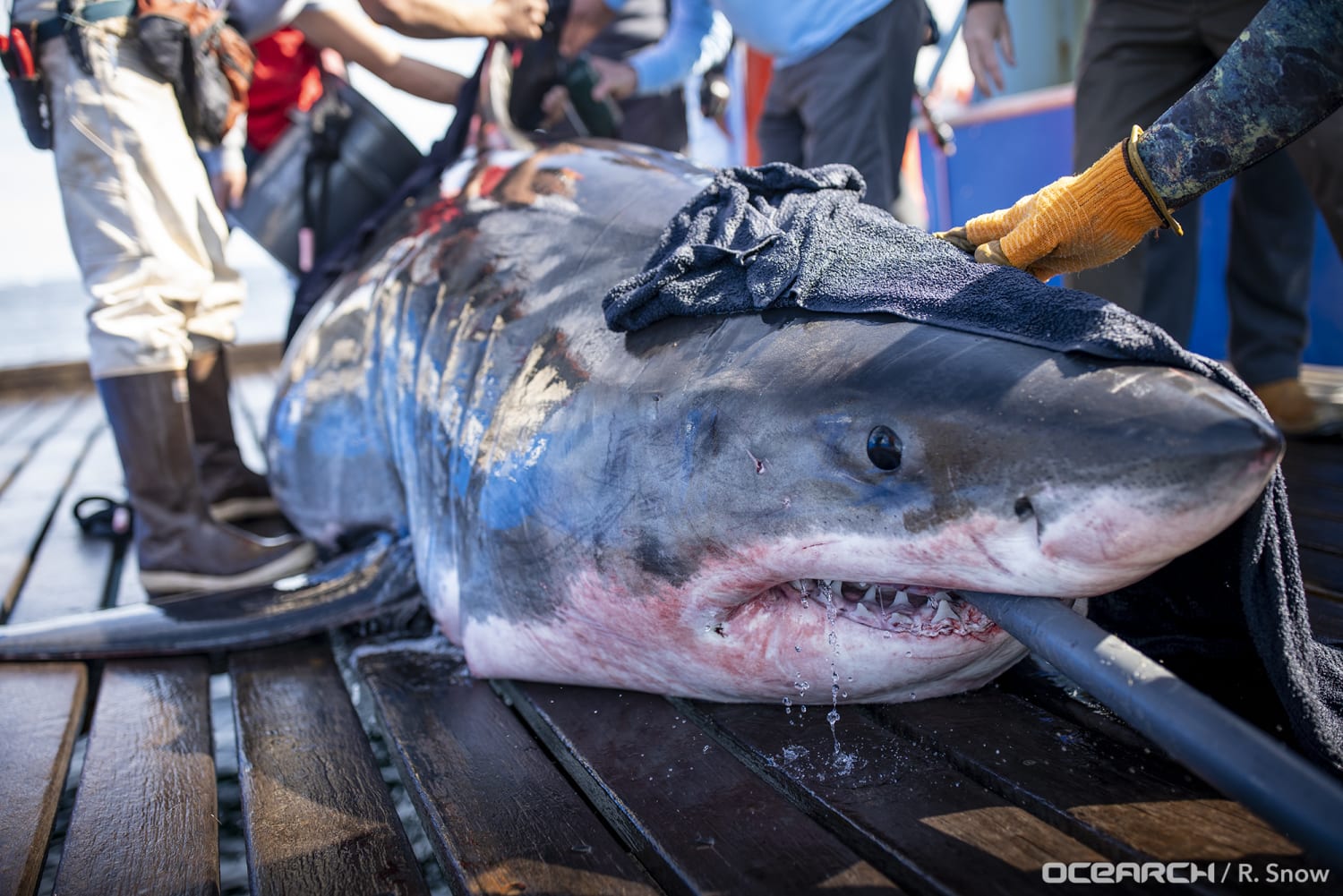 15-foot-long great white shark Unama'ki tracked near Bermuda on journey into the open ocean