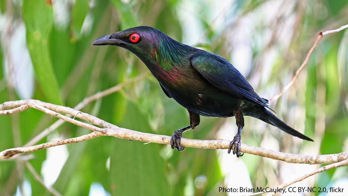 Why, hello there! Meet the Metallic Starling. Distinguished by its iridescent sheen & bright red eyes, it can be spotted in parts of northeastern Australia or New Guinea. It lives in a variety of habitats, including rainforests and mangroves, and feeds on fruit and insects.