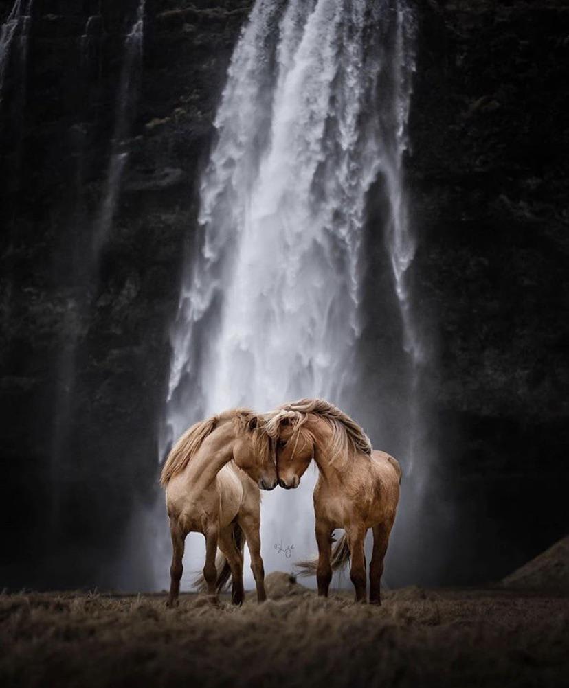 Horses of Iceland.
