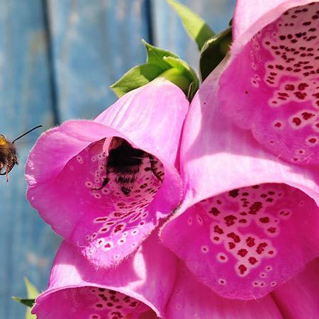 How to Attract Bees: An Easy Guide to a Bountiful Garden